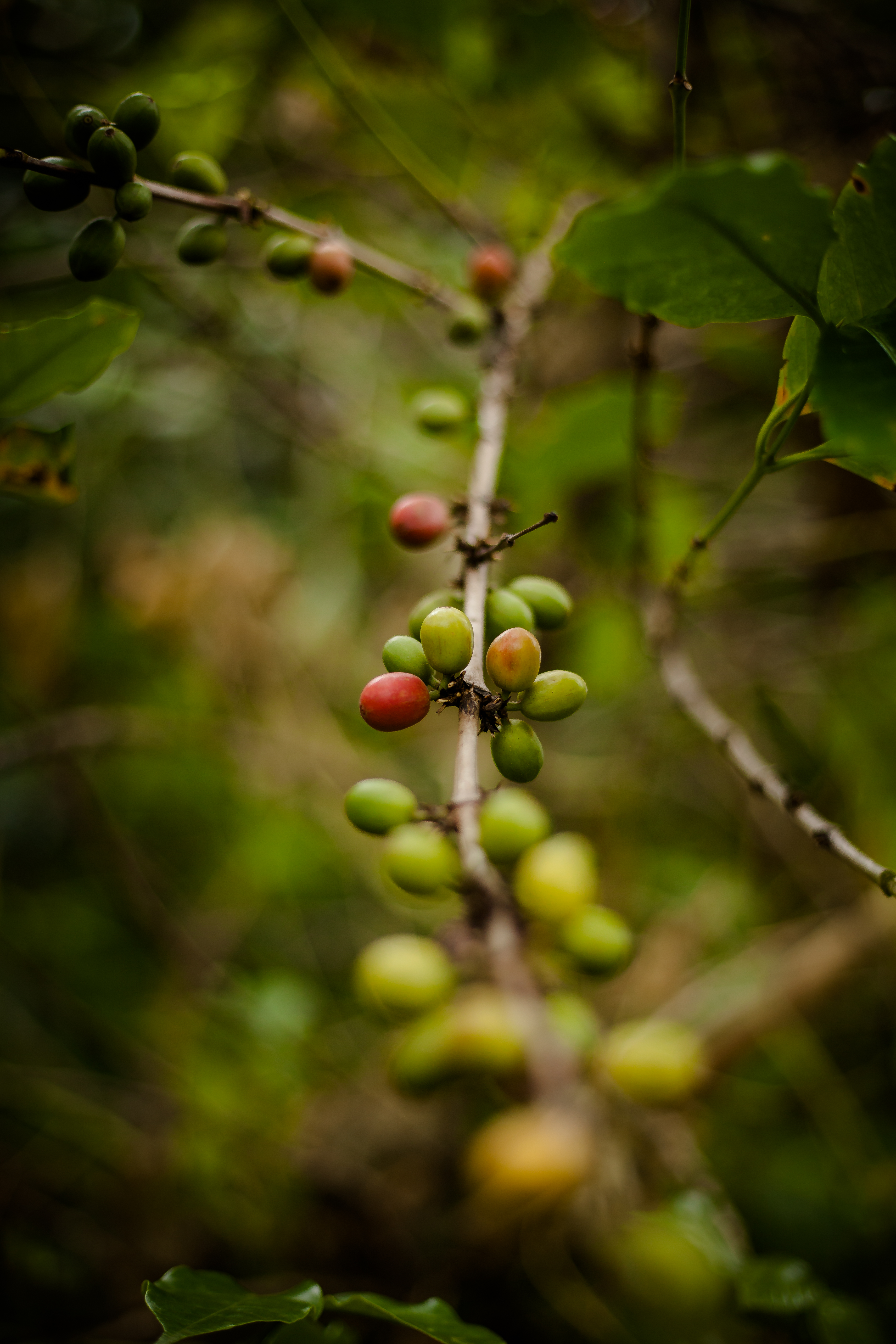 Coffee cherries being processed and sorted