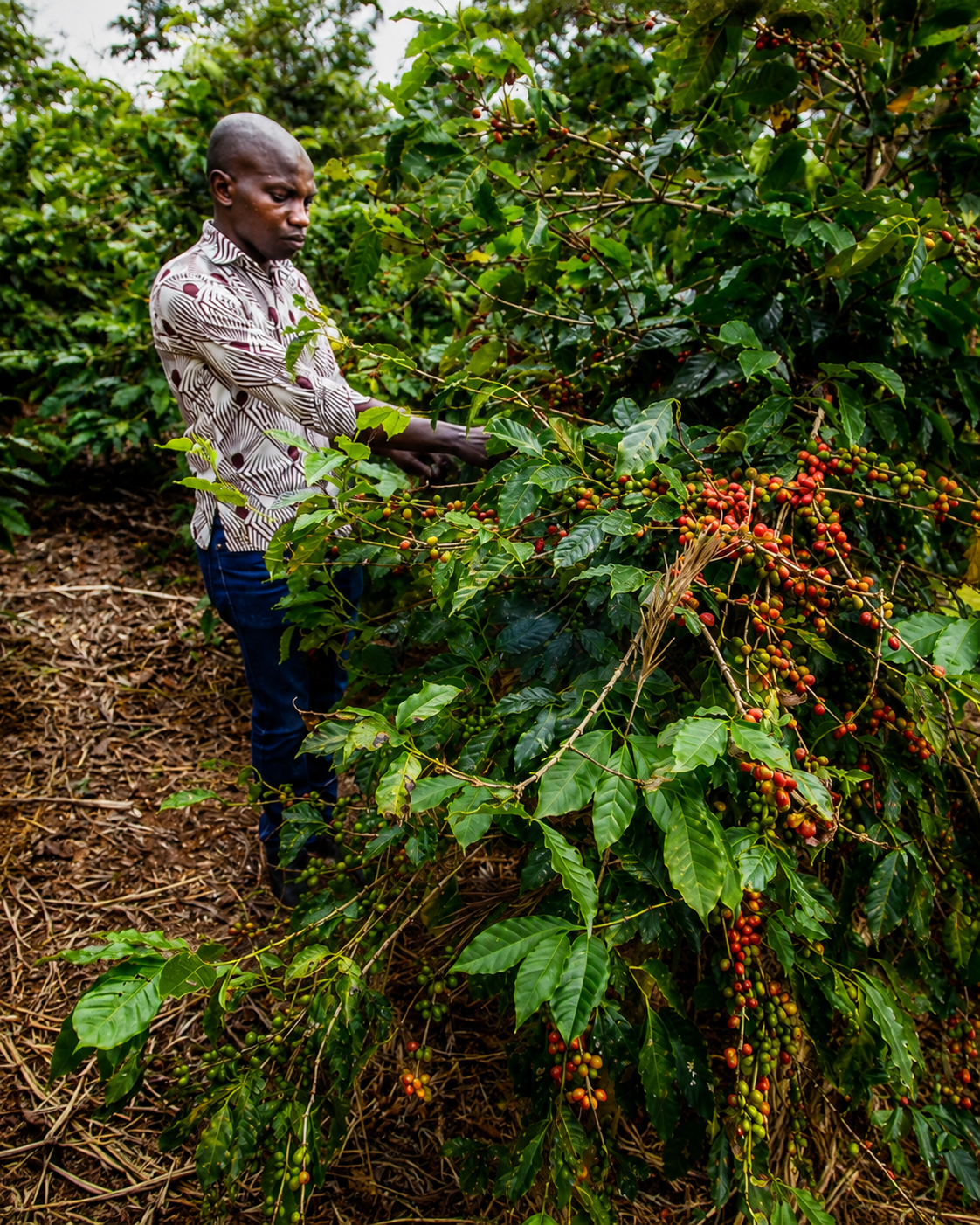 A farmer tends to ripening coffee cherries