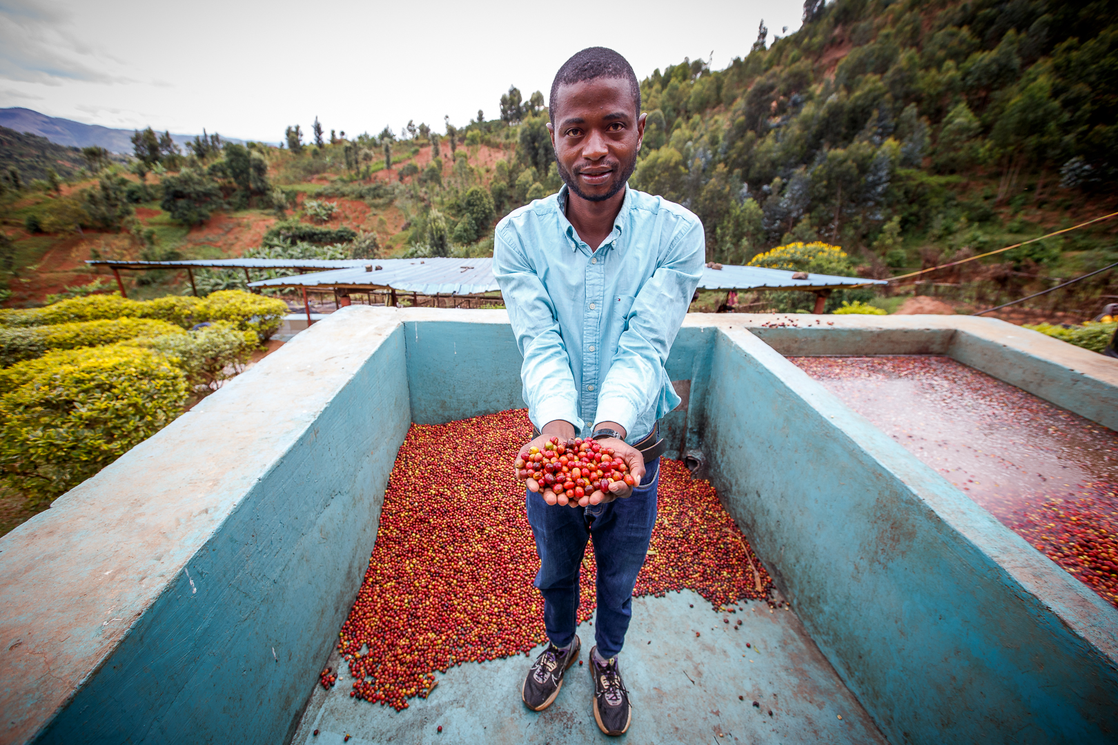 Coffee farming scene in Rwanda