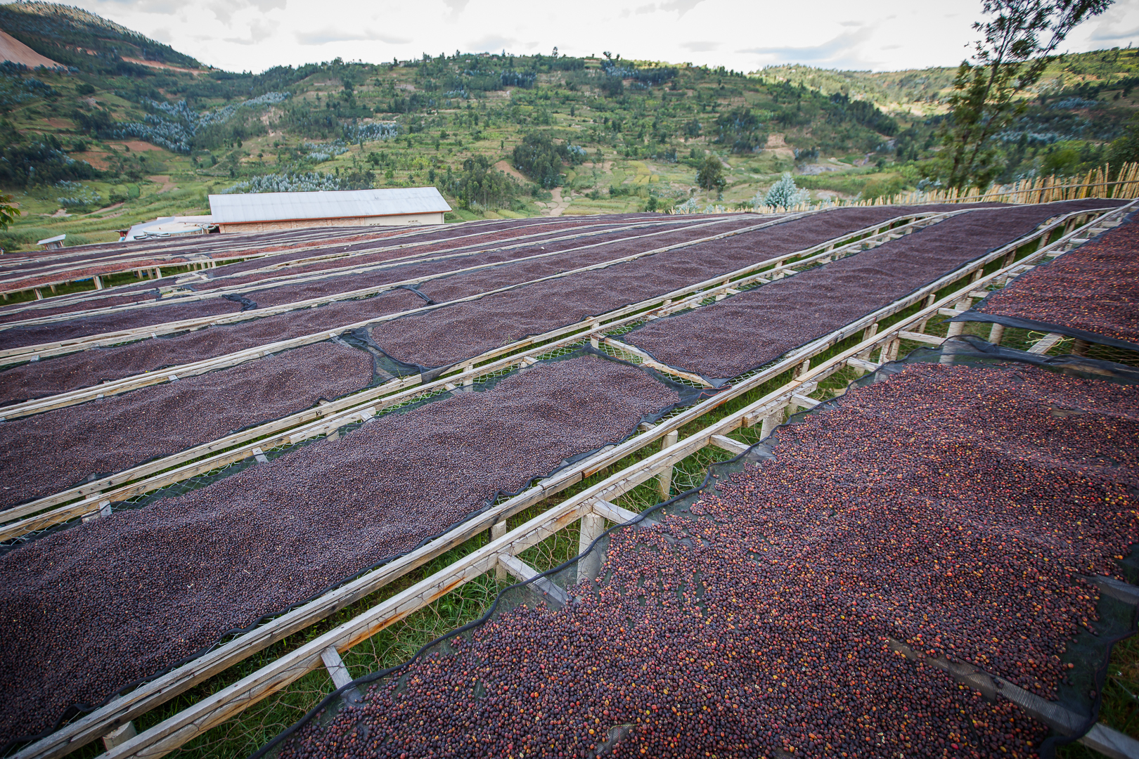 Coffee processing and drying in Rwanda