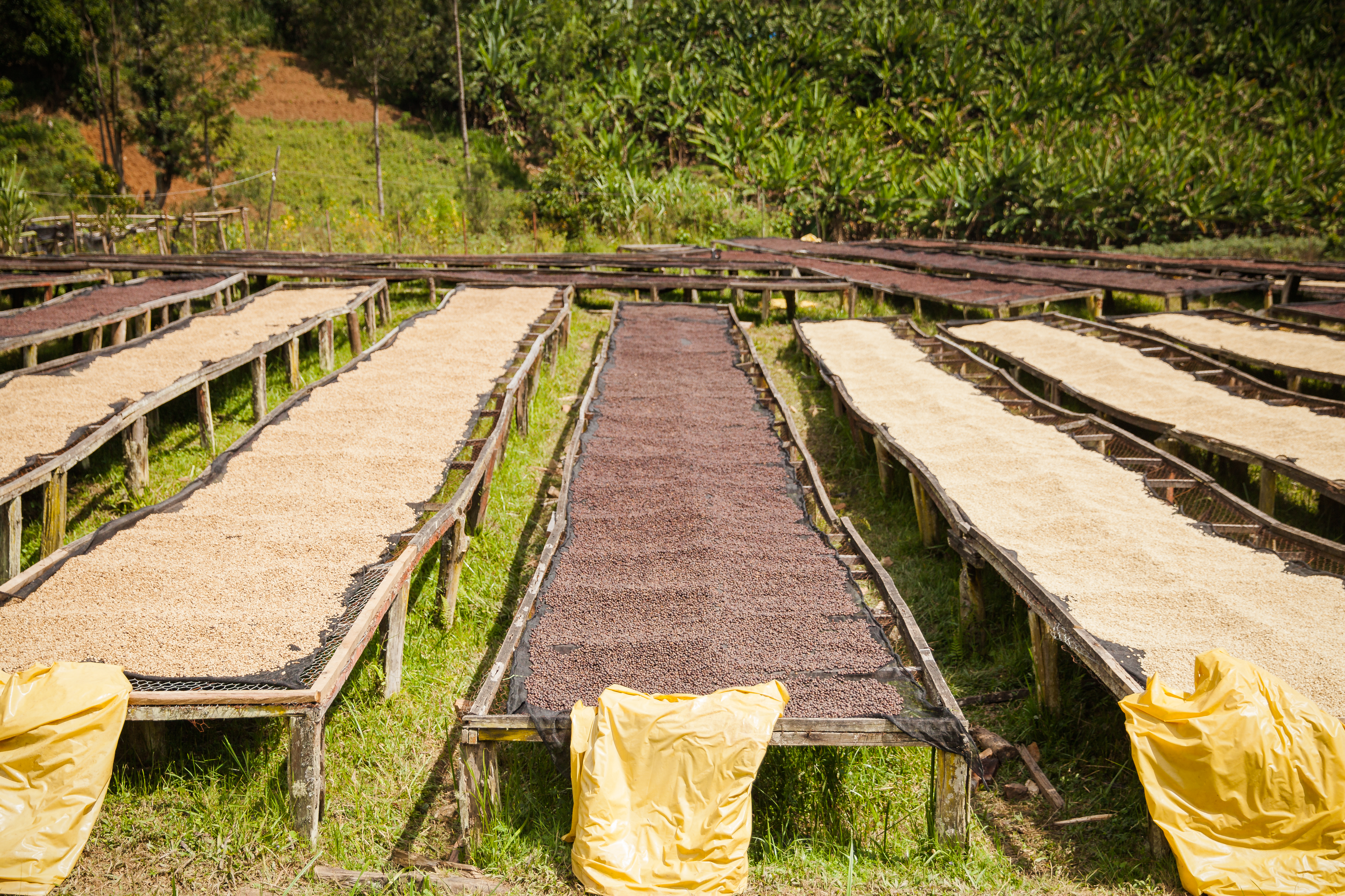 Coffee processing and drying in Rwanda