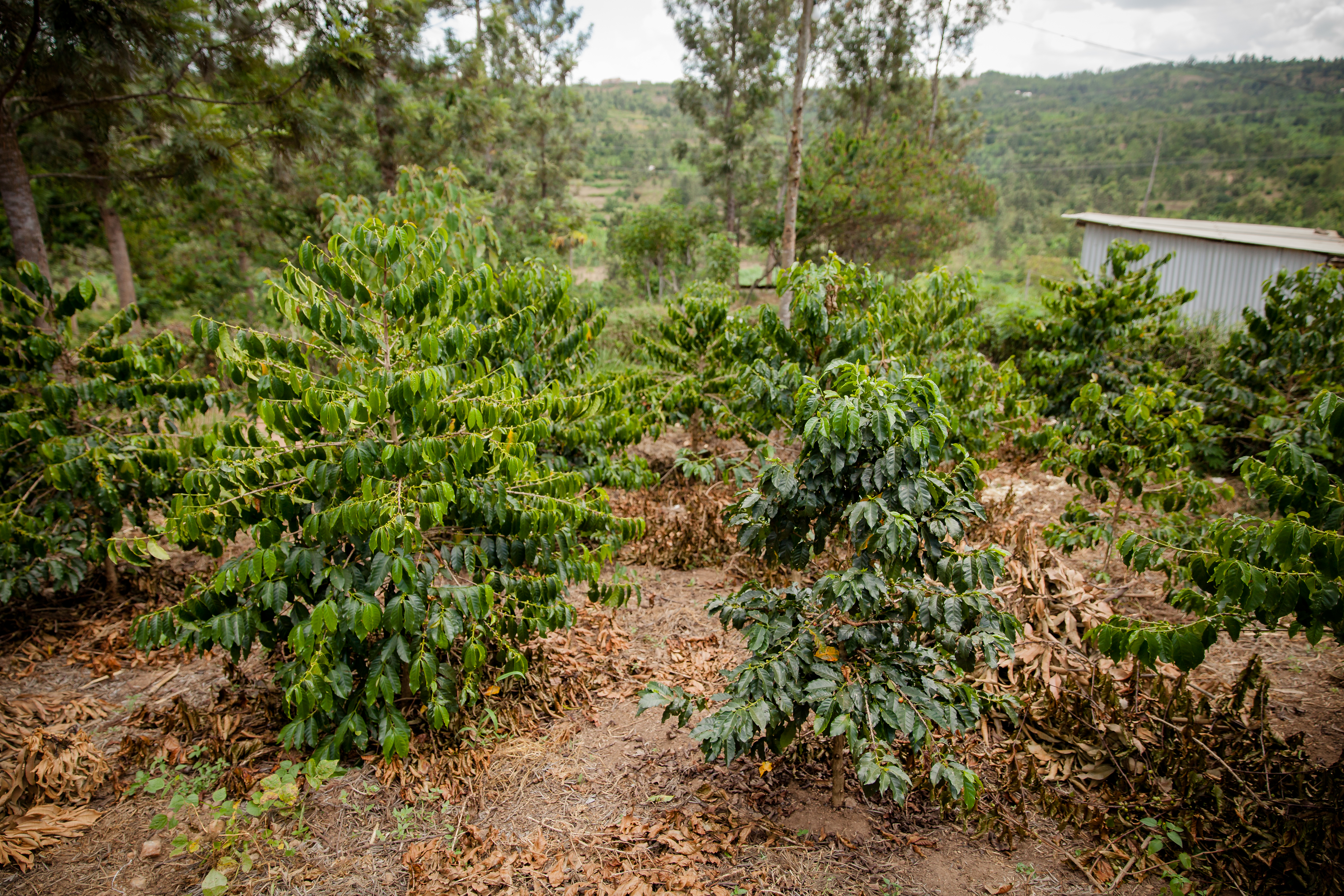 Terraced coffee hills at sunrise