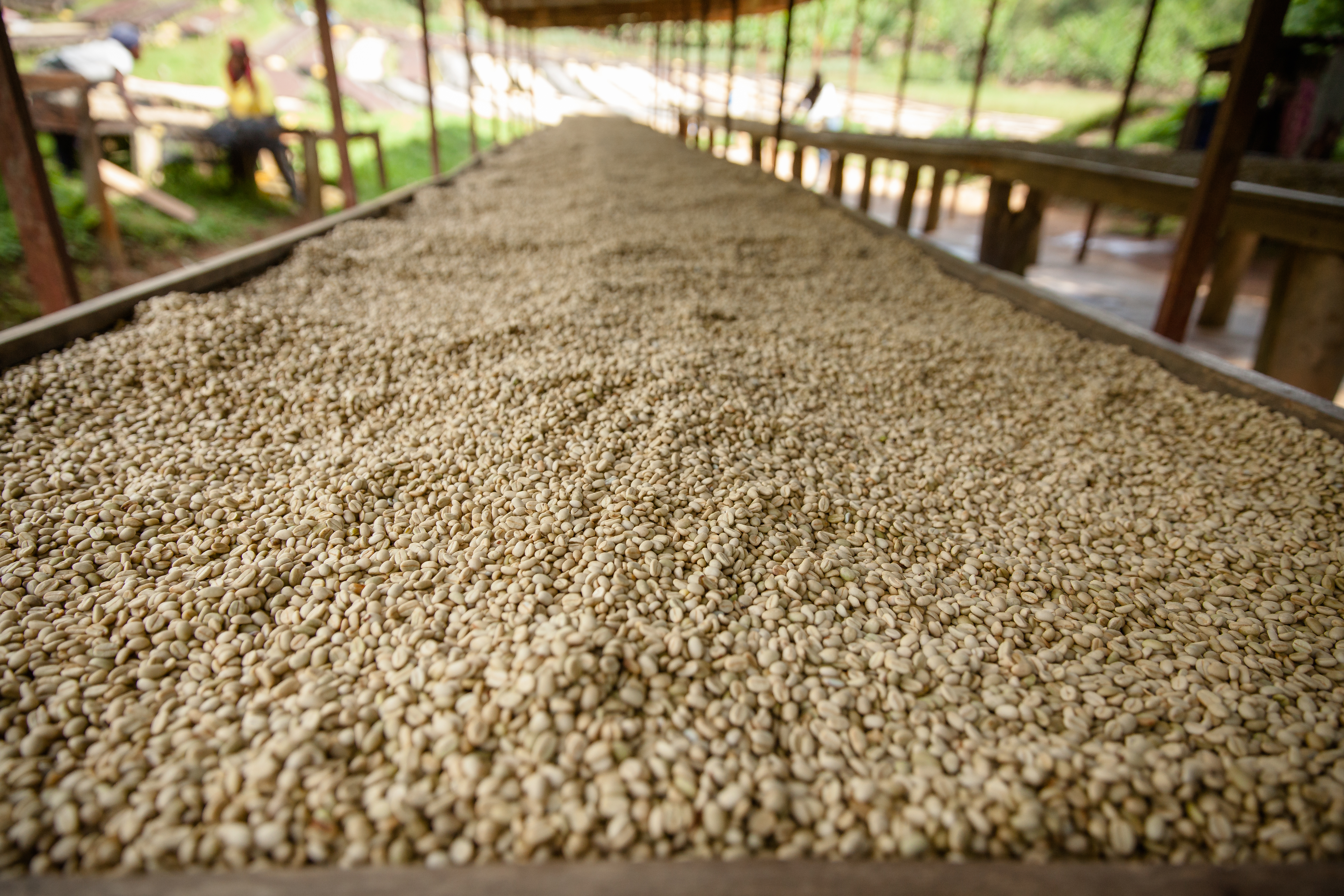 Honey Process